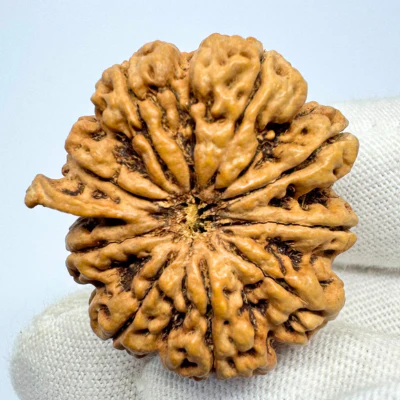 Antique 9 Mukhi Ganesh Rudraksha (Nepal Origin- 30.38 MM | 5.16 Gms) - Image 4