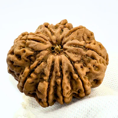 Antique 9 Mukhi Rudraksha (Nepal Origin- 31.63 MM | 7.56 Gms) - Image 3