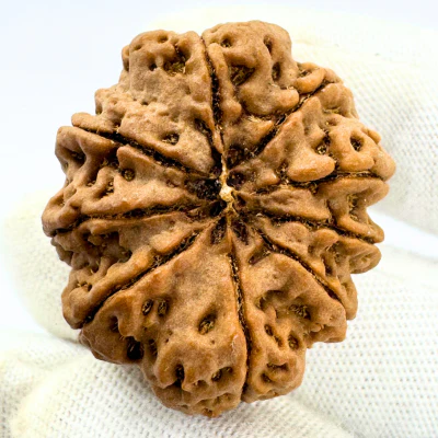 Antique 9 Mukhi Rudraksha (Nepal Origin- 31.63 MM | 7.56 Gms) - Image 4