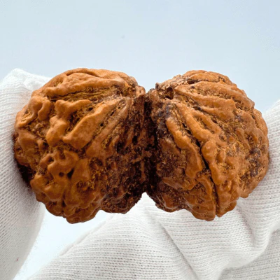 Antique Gaurishankar Rudraksha (Nepal Origin - 40.42 MM | 7.82 Gms) - Image 3