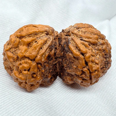Antique Gaurishankar Rudraksha (Nepal Origin - 40.42 MM | 7.82 Gms) - Image 4