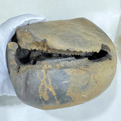 Antique Lakshmi Narsima Shaligram - 3.86 Kgs - Image 3