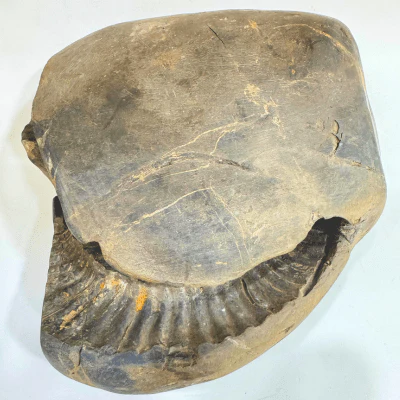 Antique Lakshmi Narsima Shaligram - 3.86 Kgs - Image 5