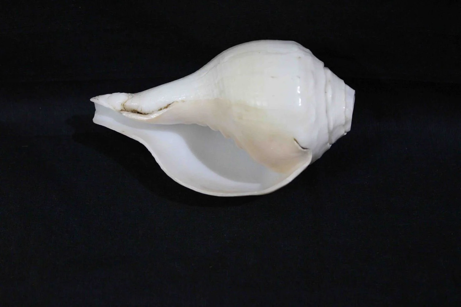 Blowing Shankh - Image 7
