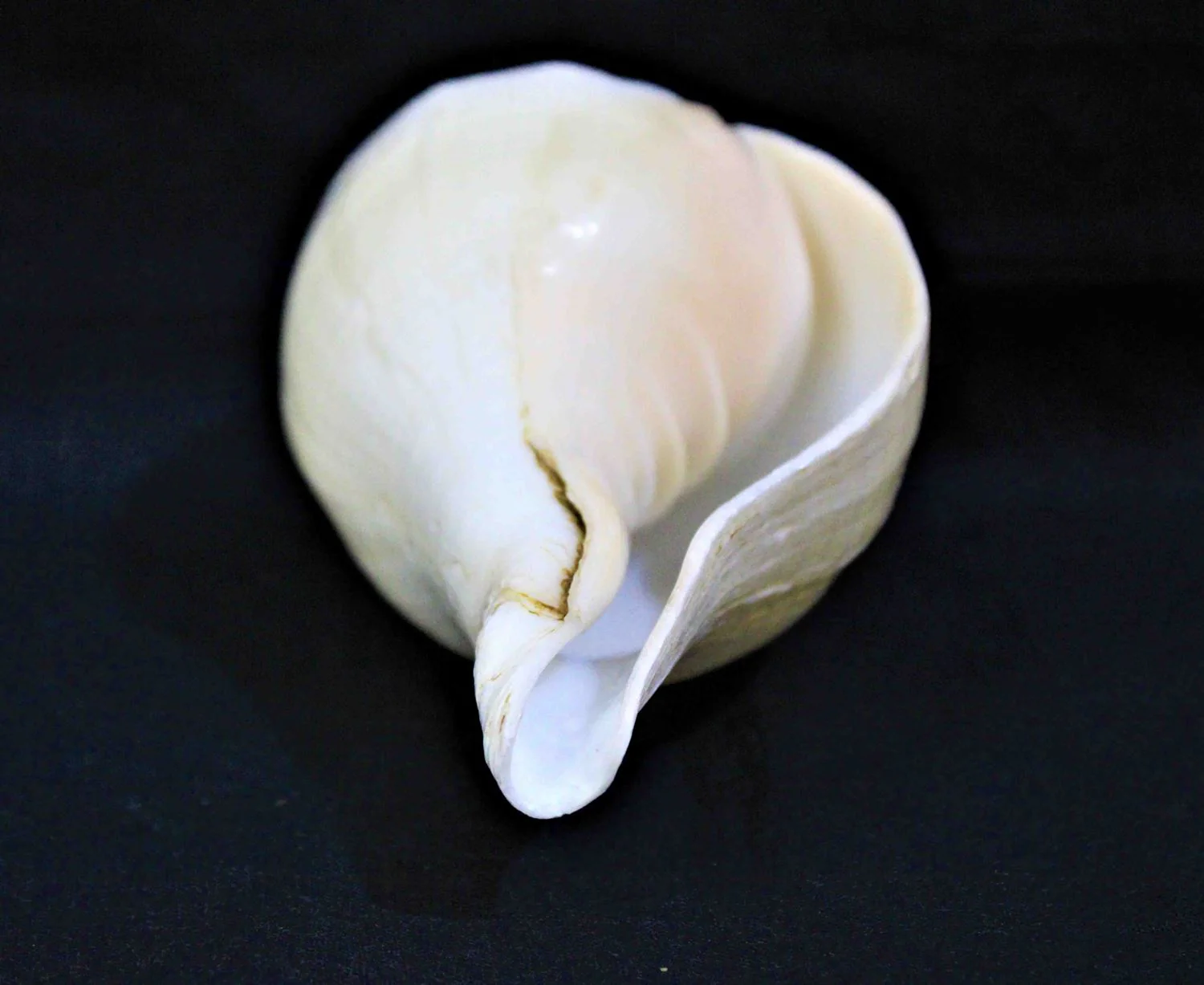 Blowing Shankh - Image 8