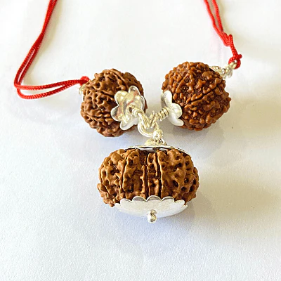 7,8 & 14 Mukhi Rudraksha Combination For (Brokers & Indsutrialists) - Image 4