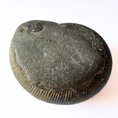 Sacred Sudarshan Shaligram - Image 2