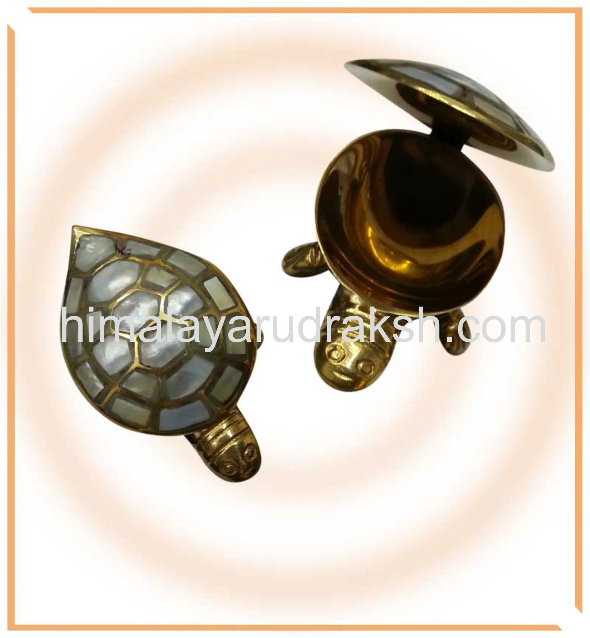 Divy Icchapurti Kachua (turtle) - Image 3