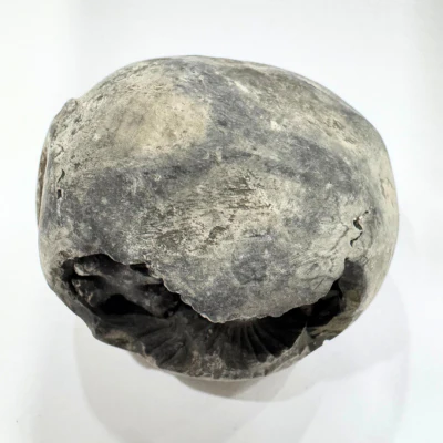 Divy Lakshmi Narsima Shaligram - Image 2