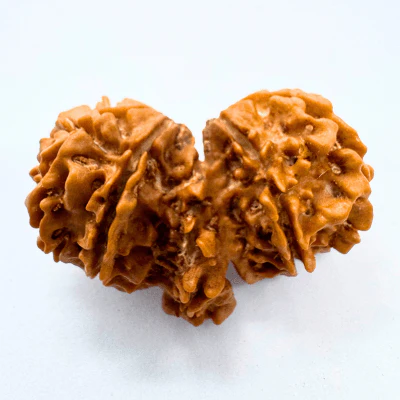Trijuti Rudraksha (Nepali Origin) - Image 2