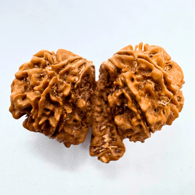 Trijuti Rudraksha (Nepali Origin) - Image 3