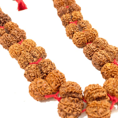 Gaurishankar Rudraksha Kantha (Nepal Origin) - Image 3