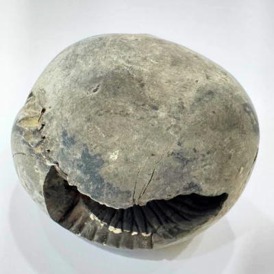Lakshmi Narayan Shaligram - Image 2