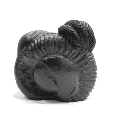 Lakshmi Vishnu Carved Shaligram - 498 Grams - Image 3
