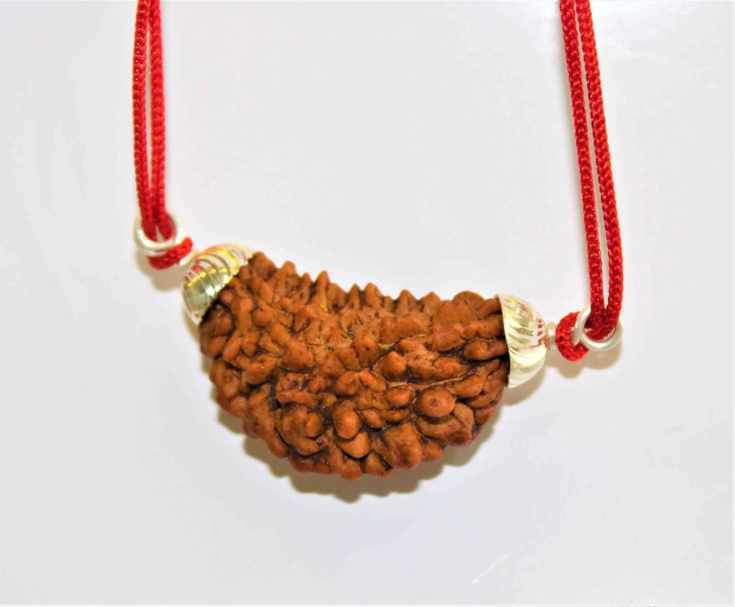 Natural 1 Face/Mukhi Rudraksha - Image 3