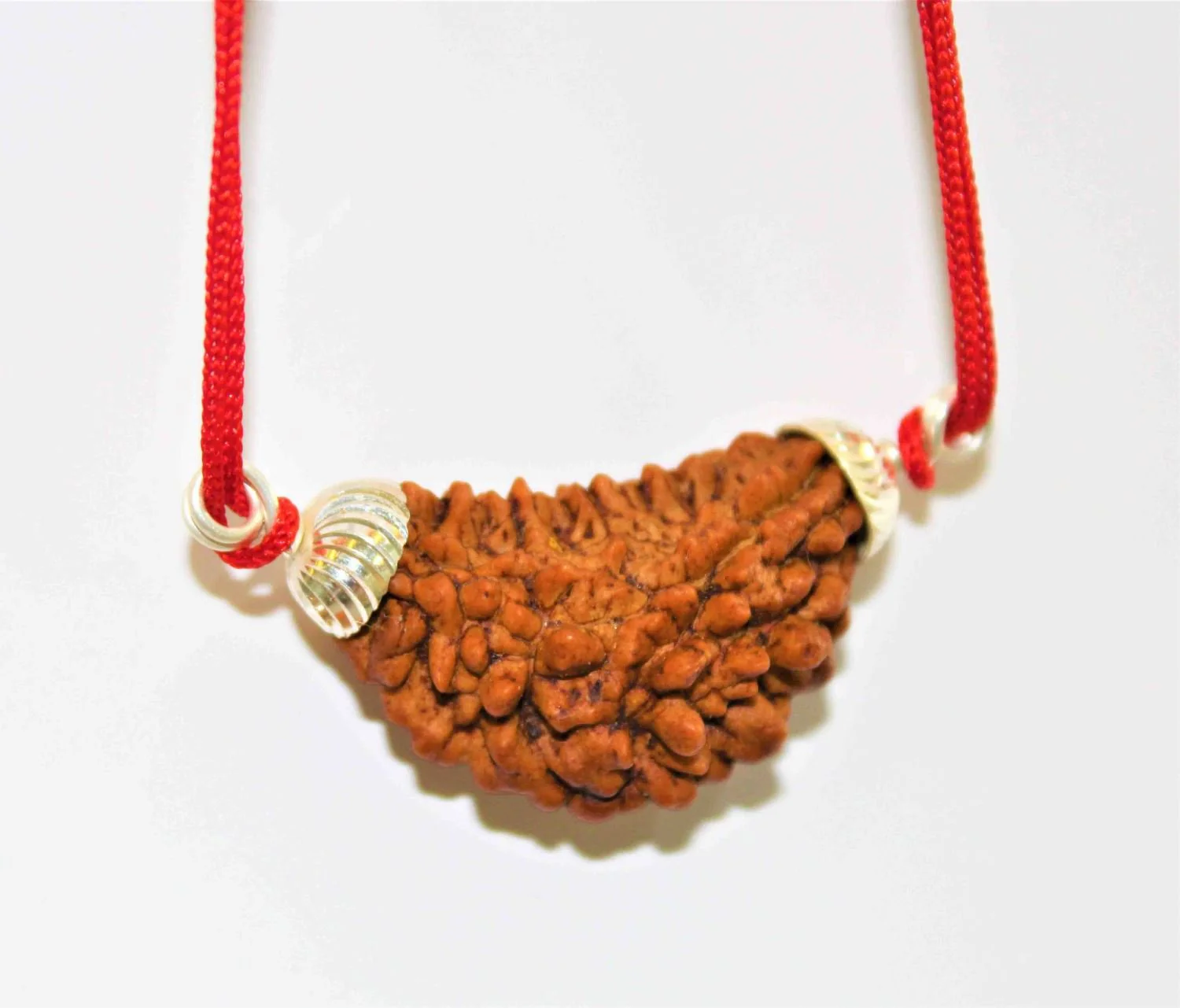 Natural 1 Face/Mukhi Rudraksha - Image 5
