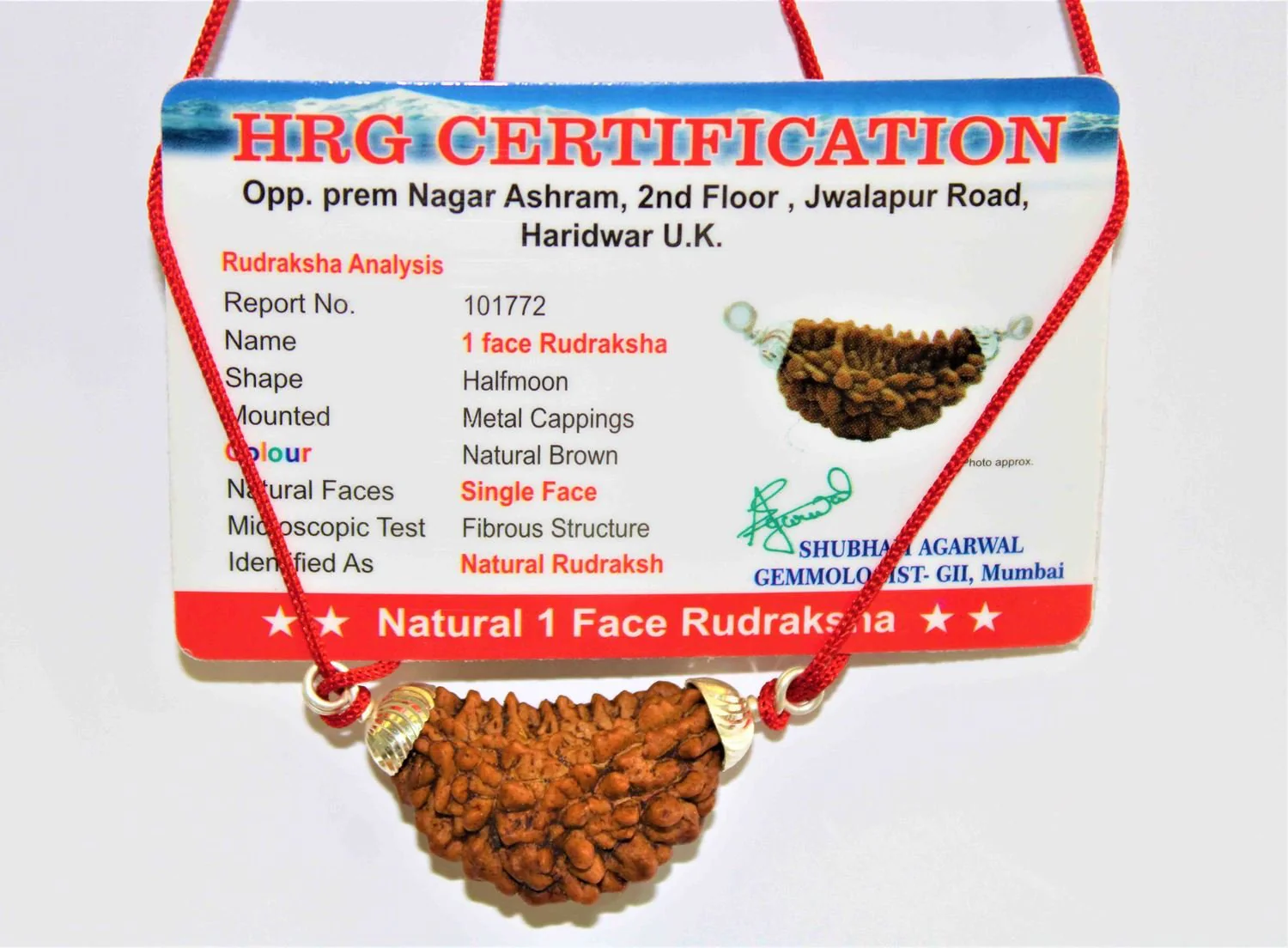 Natural 1 Face/Mukhi Rudraksha - Image 6