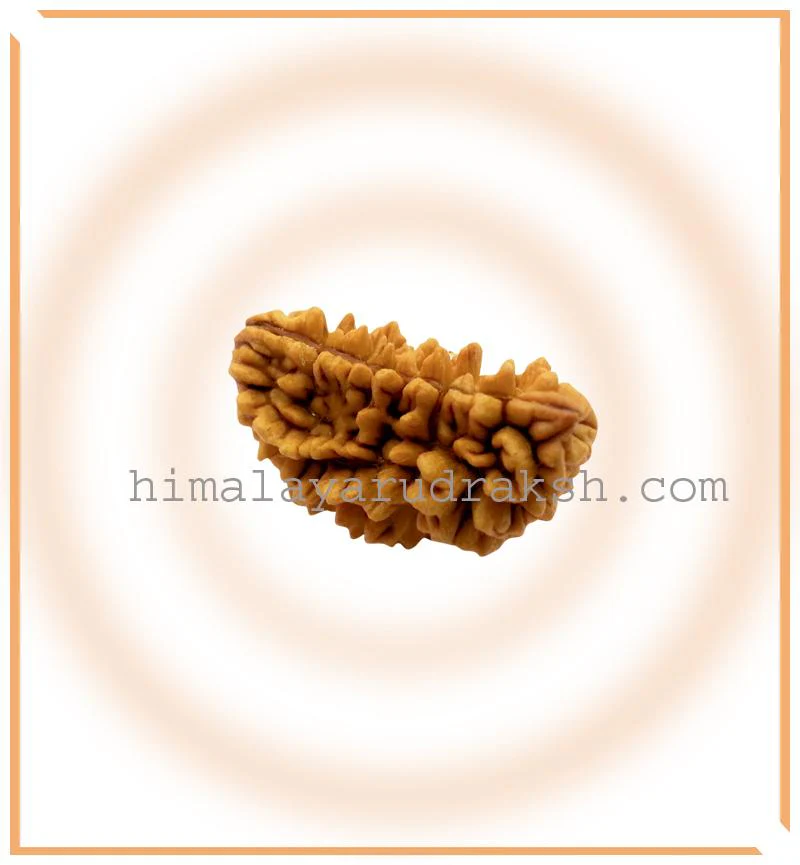 Natural 1 Mukhi Rudraksha (Collector Size) - Image 3