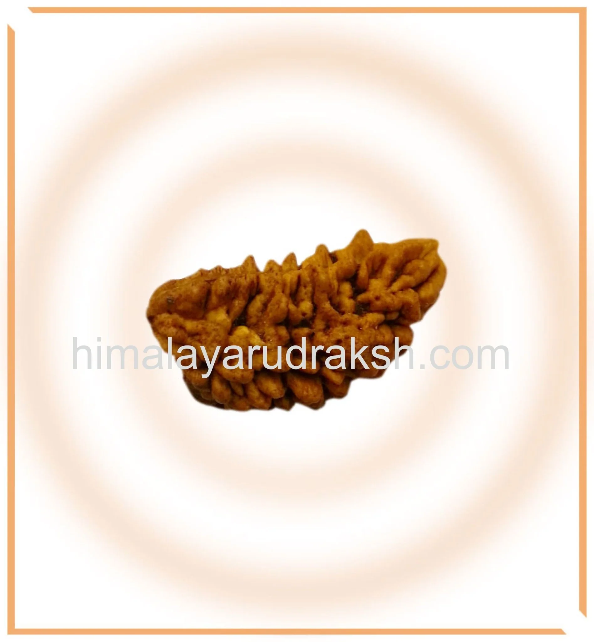 Natural 1 Mukhi Rudraksha (Collector Size) - Image 4