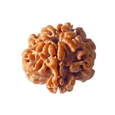 Natural 1 Mukhi Rudraksha (Nepal Origin) - Image 3