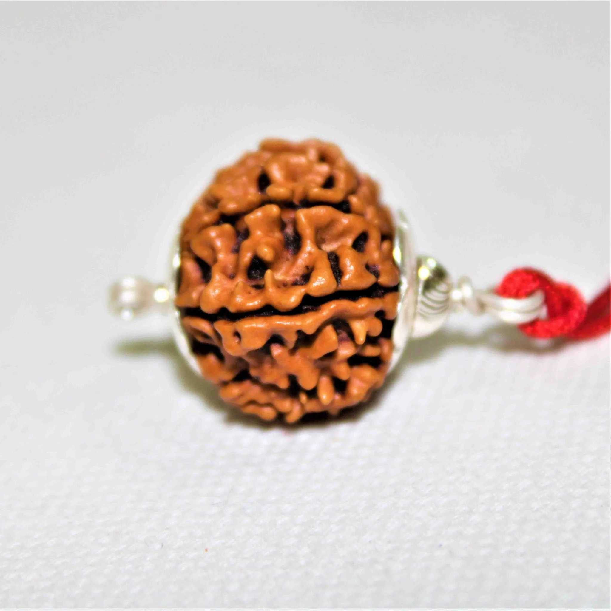 Natural 10 Mukhi/Face Rudraksha (Nepal Origin- Collector Size) - Image 3