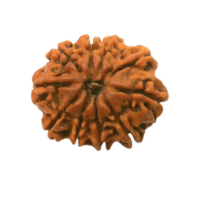 Natural 10 Mukhi/Face Rudraksha (Nepal Origin- Collector Size) - Image 4