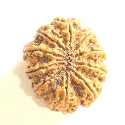 Natural 10 Mukhi Rudraksha (Nepal Origin- Super Collector Size) - Image 3