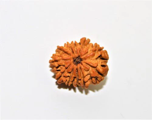 Natural 11 Mukhi/Face Rudraksha (Nepal Origin) - Image 4