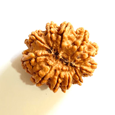 Natural 11 Mukhi Rudraksha (Nepal Origin- Super Collector Size) - Image 3