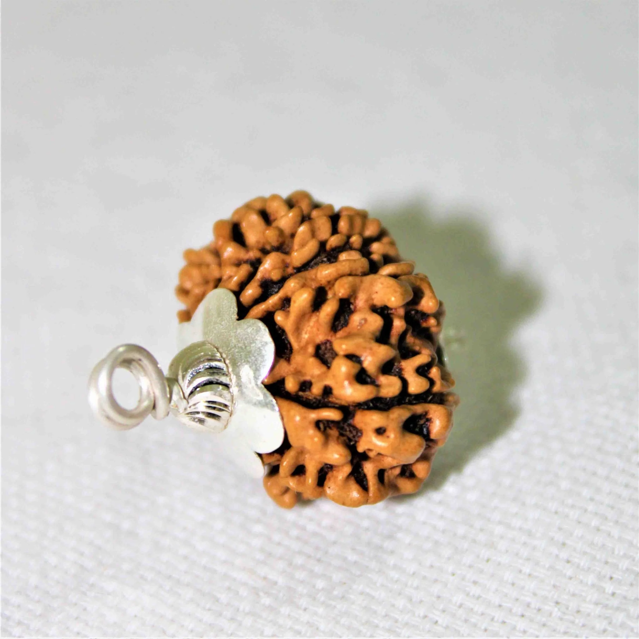 Natural 11 Mukhi Rudraksha (Nepal Origin- Super Collector Size) - Image 4