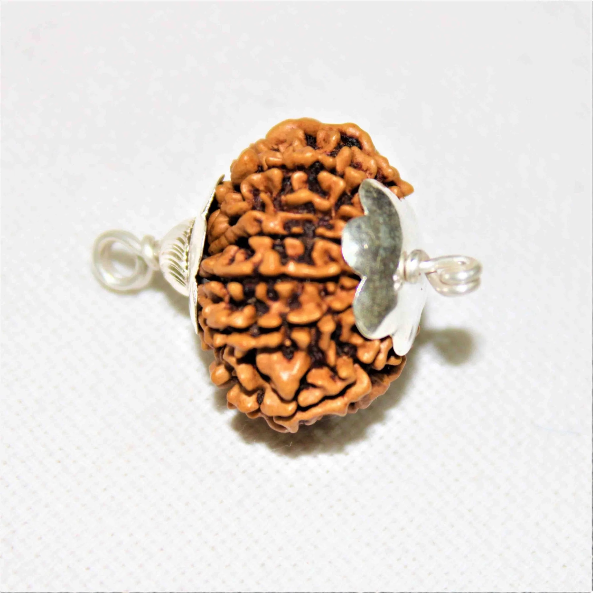 Natural 12 Mukhi/Face Rudraksha (Nepal Origin) - Image 2