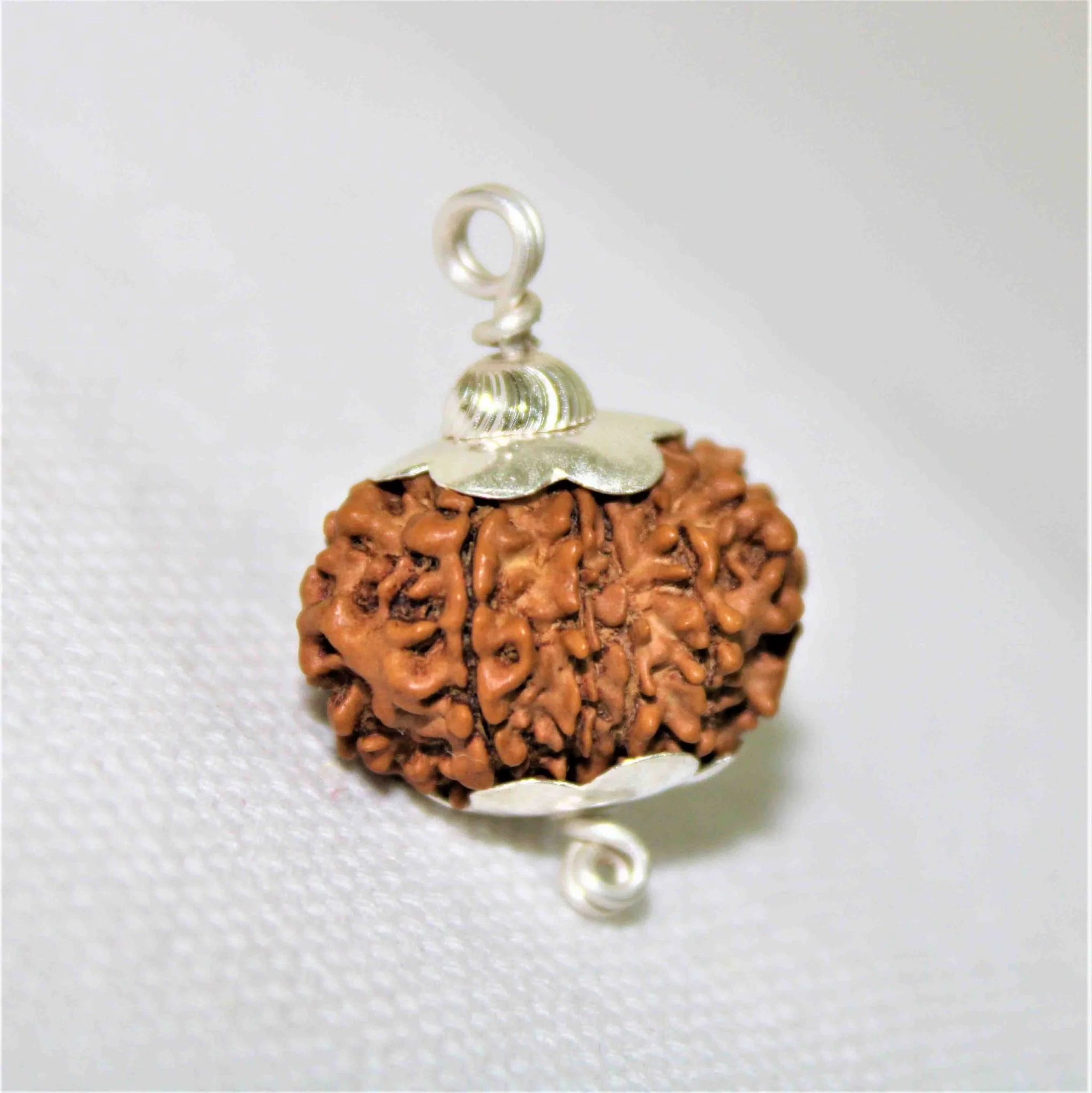 Natural 12 Mukhi Rudraksha (Nepal Origin- Collector Size) - Image 3