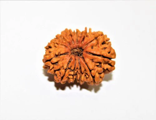 Natural 12 Mukhi Rudraksha (Nepal Origin- Collector Size) - Image 4