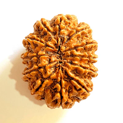 Natural 12 Mukhi/Face Rudraksha (Nepal Origin-Super Collector Size) - Image 3
