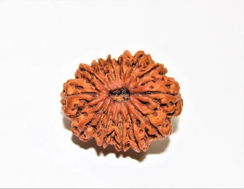 Natural 13 Mukhi Rudraksha (Nepal Origin- Collector Size) - Image 3