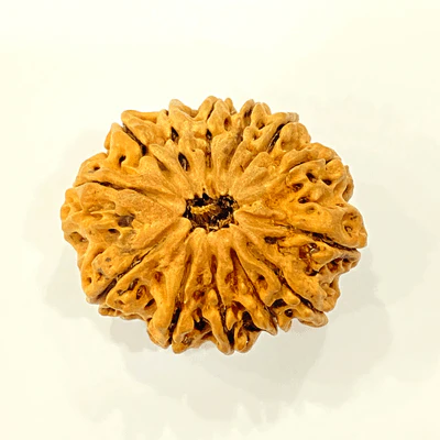 Natural 13 Mukhi/Face Rudraksha (Nepal Origin -Super Collector size) - Image 3