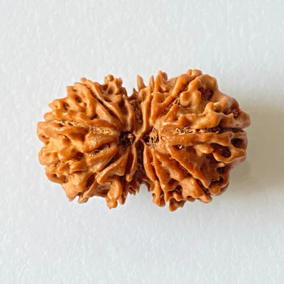 Natural 13 Mukhi Gaurishankar Rudraksha (Nepal Origin) - Image 3