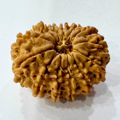 Natural 13 Mukhi Rudraksha (Nepal Origin- Regular Size) - Image 2