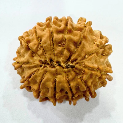 Natural 13 Mukhi Rudraksha (Nepal Origin- Regular Size) - Image 3