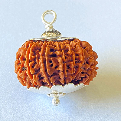 Natural 14 Mukhi/Face Rudraksha (Nepal Origin - 30 mm apx) - Image 3