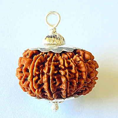 Natural 14 Mukhi/Face Rudraksha (Nepal Origin - 30 mm apx) - Image 4