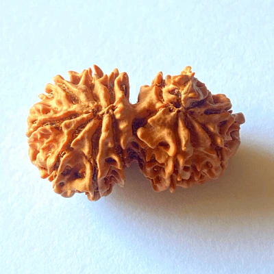 Natural 14 Mukhi Gaurishankar Rudraksha (Nepal Origin) - Image 3