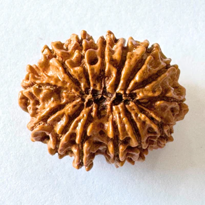 Natural 14 Mukhi Rudraksha (Nepal Origin- 27.00 mm apx) - Image 3
