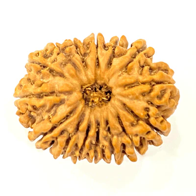 Natural 15 Mukhi Rudraksha (Nepal Origin- 30 mm apx) - Image 2