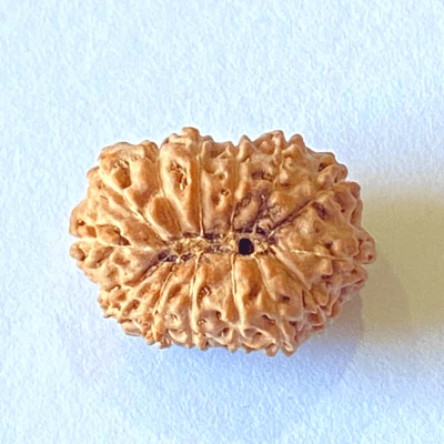 Natural 14 Mukhi Rudraksha (Indonesian Origin) - Image 3
