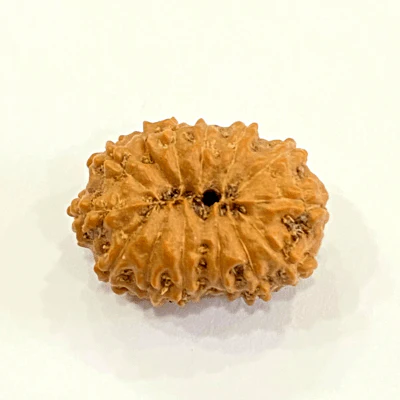 Natural 13 Mukhi Rudraksha (Indonesian Origin) - Image 3