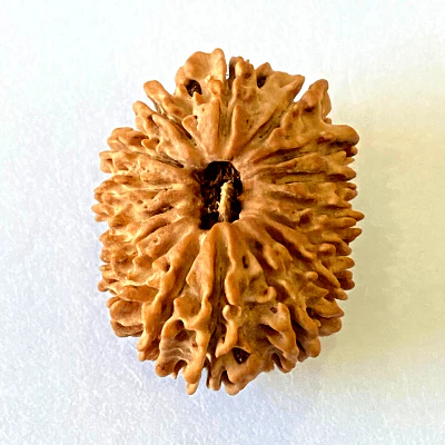 Natural 16 Mukhi/Face Rudraksha (Nepal Origin- 28.50 MM) - Image 2