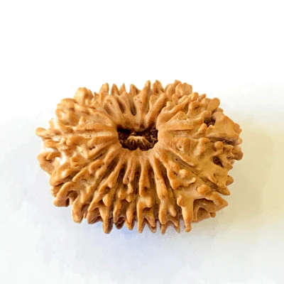 Natural 16 Mukhi/Face Rudraksha (Nepal Origin- 28.50 MM) - Image 3
