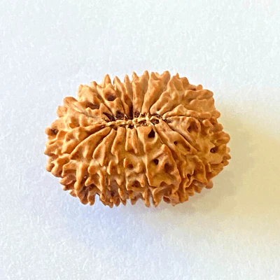 Natural 16 Mukhi/Face Rudraksha (Nepal Origin- 28.50 MM) - Image 4