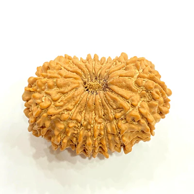 Natural 16 Mukhi Rudraksha (Nepal Origin- 30.05 MM) - Image 2